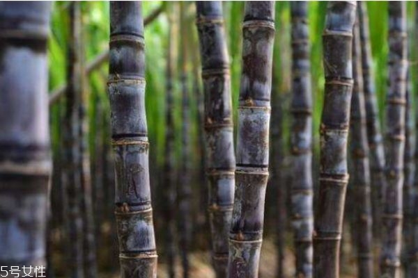 甘蔗的熱量高嗎 甘蔗的熱量有多少呢 甘蔗的熱量高嗎 甘蔗的熱量有多少呢