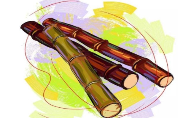 甘蔗的熱量高嗎 甘蔗的熱量有多少呢 甘蔗的熱量高嗎 甘蔗的熱量有多少呢