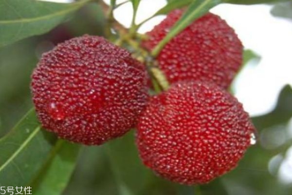 楊梅有什么營養(yǎng)價值呢 吃楊梅有什么好處呢 楊梅有什么營養(yǎng)價值呢 吃楊梅有什么好處呢