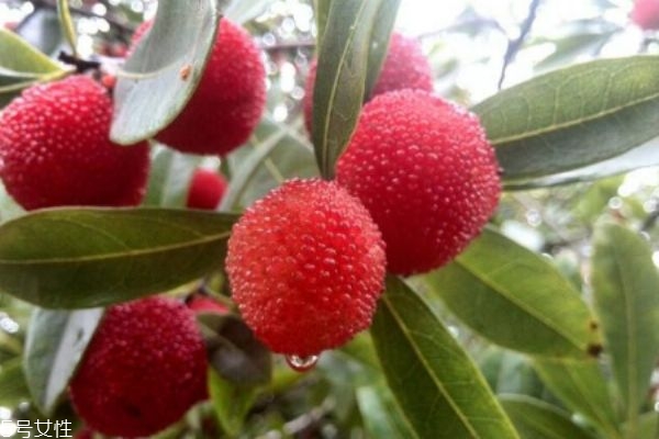 吃楊梅有什么注意的呢 什么人群不能吃楊梅呢 吃楊梅有什么注意的呢 什么人群不能吃楊梅呢