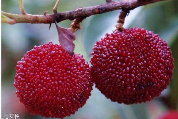 吃楊梅有什么注意的呢 什么人群不能吃楊梅呢 吃楊梅有什么注意的呢 什么人群不能吃楊梅呢