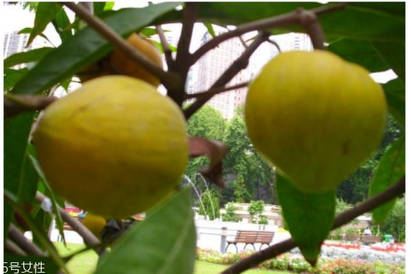 吃蛋黃果有什么注意的呢 什么人群不能吃蛋黃果呢 吃蛋黃果有什么注意的呢 什么人群不能吃蛋黃果呢