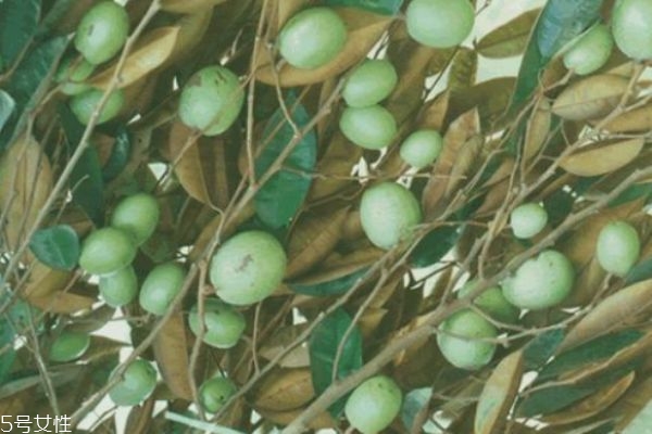 什么是金心果呢 金心果有什么營(yíng)養(yǎng)價(jià)值呢 什么是金心果呢 金心果有什么營(yíng)養(yǎng)價(jià)值呢