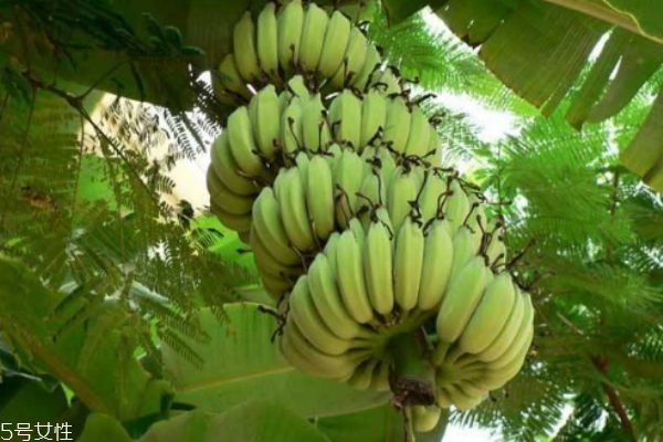 芭蕉有什么營養(yǎng)價值呢 芭蕉多少錢一斤呢