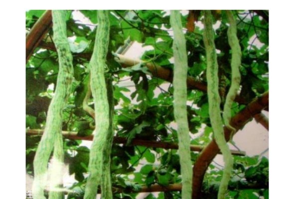 蛇豆有什么食用注意呢 什么人群不能吃蛇豆呢 蛇豆有什么食用注意呢 什么人群不能吃蛇豆呢