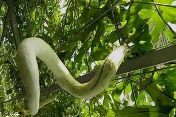 蛇豆有什么食用注意呢 什么人群不能吃蛇豆呢 蛇豆有什么食用注意呢 什么人群不能吃蛇豆呢