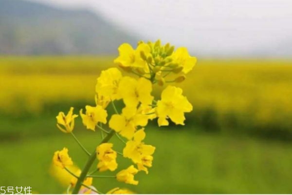 什么是油菜呢 油菜生長在什么環(huán)境里呢 什么是油菜呢 油菜生長在什么環(huán)境里呢