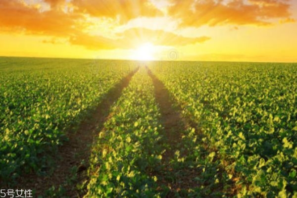 什么是油菜呢 油菜生長在什么環(huán)境里呢 什么是油菜呢 油菜生長在什么環(huán)境里呢