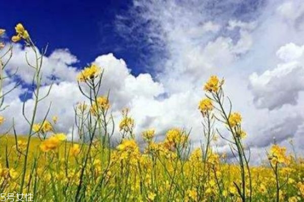 油菜怎么做好吃呢 油菜有什么禁忌嗎 油菜怎么做好吃呢 油菜有什么禁忌嗎