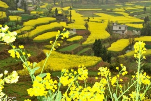 油菜怎么做好吃呢 油菜有什么禁忌嗎 油菜怎么做好吃呢 油菜有什么禁忌嗎