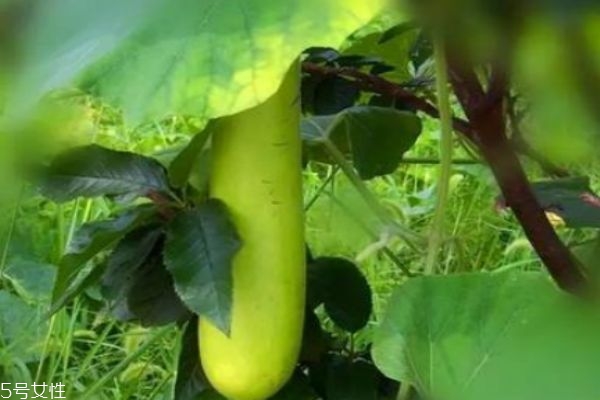 瓠瓜怎么做好吃呢 瓠瓜有什么食用禁忌嗎 瓠瓜怎么做好吃呢 瓠瓜有什么食用禁忌嗎