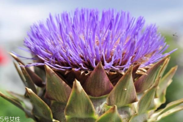 吃朝鮮薊有什么注意呢 什么人群不能吃朝鮮薊呢 吃朝鮮薊有什么注意呢 什么人群不能吃朝鮮薊呢