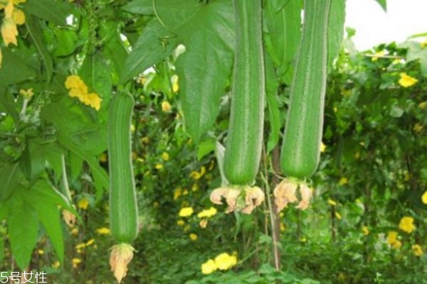 吃絲瓜有什么注意事項呢 什么人群不能吃絲瓜呢 吃絲瓜有什么注意事項呢 什么人群不能吃絲瓜呢