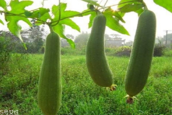 吃絲瓜有什么注意事項呢 什么人群不能吃絲瓜呢 吃絲瓜有什么注意事項呢 什么人群不能吃絲瓜呢