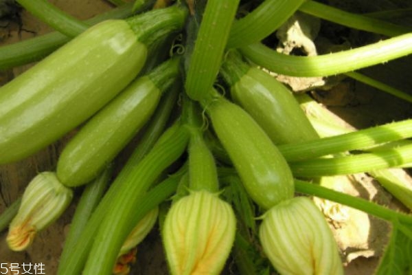 吃筍瓜有什么要注意的嗎 什么人群不能吃筍瓜呢 吃筍瓜有什么要注意的嗎 什么人群不能吃筍瓜呢