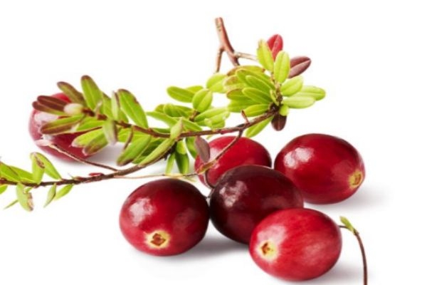 蔓越莓有什么營養(yǎng)價(jià)值呢 吃蔓越莓有什么好處呢 蔓越莓有什么營養(yǎng)價(jià)值呢 吃蔓越莓有什么好處呢