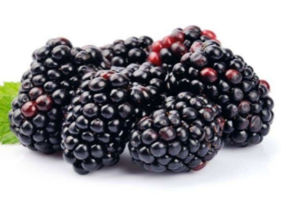 吃黑莓有什么注意的呢 黑莓有什么禁忌嗎 吃黑莓有什么注意的呢 黑莓有什么禁忌嗎