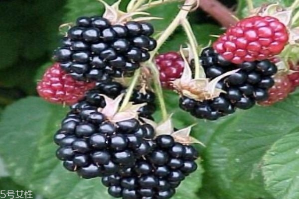 吃黑莓有什么注意的呢 黑莓有什么禁忌嗎 吃黑莓有什么注意的呢 黑莓有什么禁忌嗎