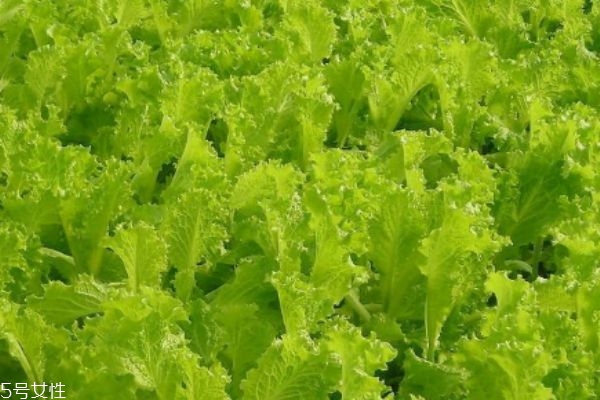 什么是白苣呢 白苣有什么營養(yǎng)價(jià)值呢 什么是白苣呢 白苣有什么營養(yǎng)價(jià)值呢