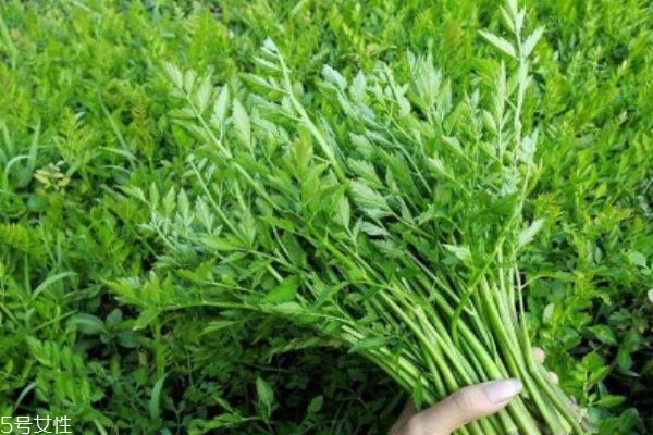 什么是野菜呢 野菜有什么營養(yǎng)價值呢 什么是野菜呢 野菜有什么營養(yǎng)價值呢