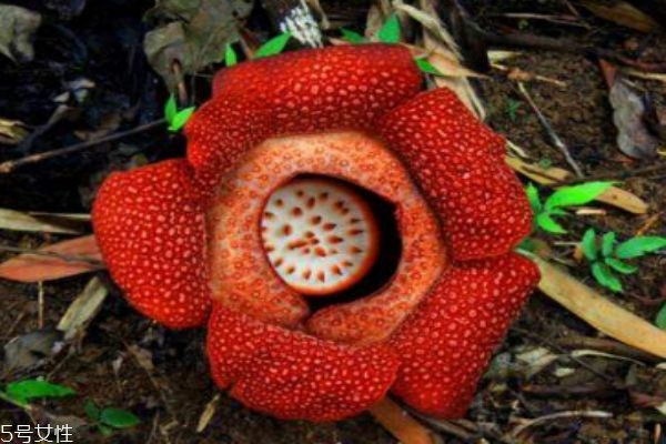 什么是霸王花呢 霸王花有什么作用呢 什么是霸王花呢 霸王花有什么作用呢