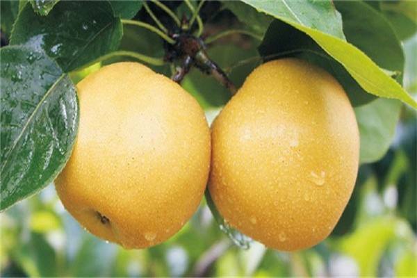 梨為什么不能多吃 梨的品種 梨為什么不能多吃 梨的品種