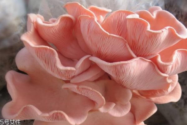 什么人群不能吃平菇呢 平菇生長(zhǎng)在什么環(huán)境下呢 什么人群不能吃平菇呢 平菇生長(zhǎng)在什么環(huán)境下呢