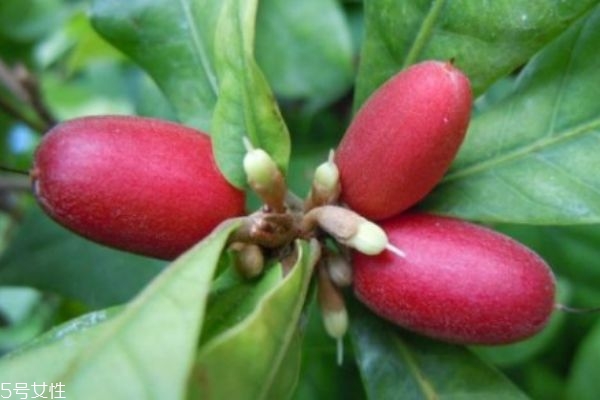 什么是神秘果呢 神秘果有什么營養(yǎng)價(jià)值呢 什么是神秘果呢 神秘果有什么營養(yǎng)價(jià)值呢