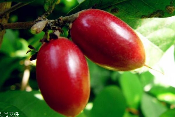 什么是神秘果呢 神秘果有什么營養(yǎng)價(jià)值呢 什么是神秘果呢 神秘果有什么營養(yǎng)價(jià)值呢