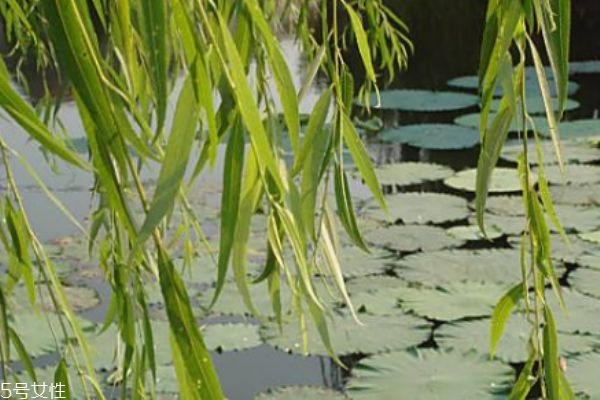 柳葉有什么作用呢 柳葉有什么營(yíng)養(yǎng)價(jià)值呢 柳葉有什么作用呢 柳葉有什么營(yíng)養(yǎng)價(jià)值呢