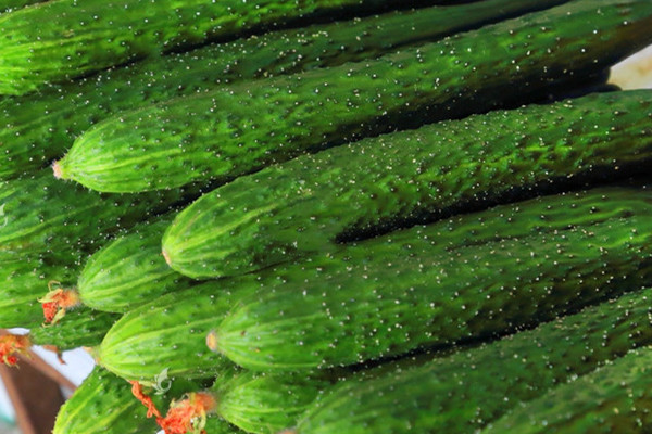 黃瓜可以怎么做好吃 黃瓜可以和什么一起榨汁 黃瓜可以怎么做好吃 黃瓜可以和什么一起榨汁