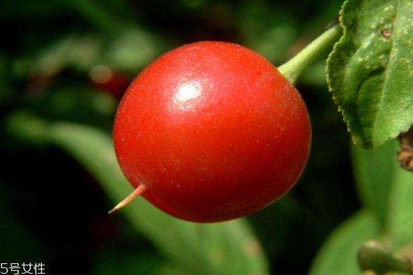 什么是鈣果呢 鈣果有什么營(yíng)養(yǎng)價(jià)值呢 什么是鈣果呢 鈣果有什么營(yíng)養(yǎng)價(jià)值呢