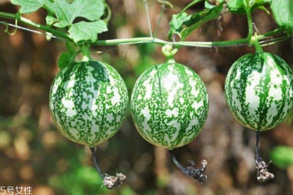 什么是吊瓜呢 吃吊瓜有什么好處呢 什么是吊瓜呢 吃吊瓜有什么好處呢
