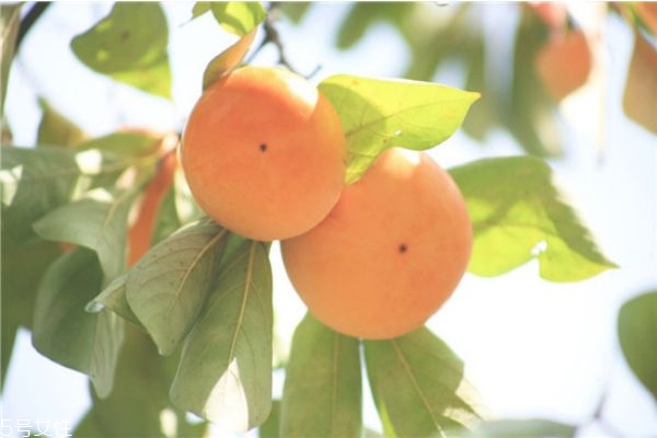 如何讓柿子沒有澀味 柿子的禁忌人群 如何讓柿子沒有澀味 柿子的禁忌人群