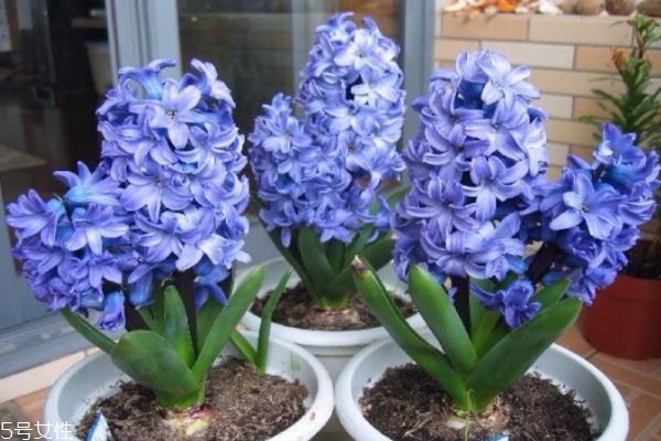 什么是風信子呢 風信子有什么作用呢