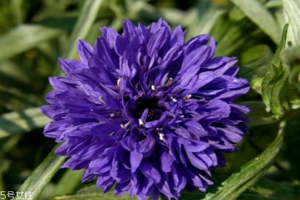 什么是矢車菊呢 矢車菊有什么作用呢 什么是矢車菊呢 矢車菊有什么作用呢