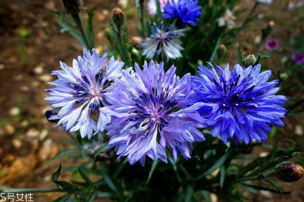 什么是矢車菊呢 矢車菊有什么作用呢 什么是矢車菊呢 矢車菊有什么作用呢