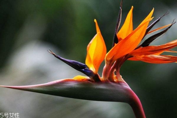 天堂鳥的寓意是什么呢 天堂鳥的市場(chǎng)價(jià)格是怎么樣的呢 天堂鳥的寓意是什么呢 天堂鳥的市場(chǎng)價(jià)格是怎么樣的呢