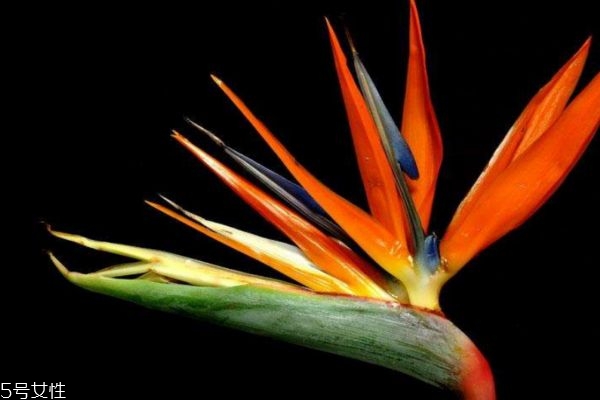 天堂鳥的寓意是什么呢 天堂鳥的市場(chǎng)價(jià)格是怎么樣的呢 天堂鳥的寓意是什么呢 天堂鳥的市場(chǎng)價(jià)格是怎么樣的呢