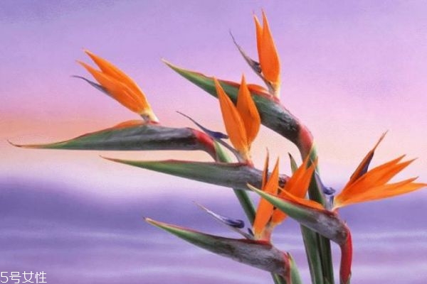 天堂鳥的寓意是什么呢 天堂鳥的市場(chǎng)價(jià)格是怎么樣的呢 天堂鳥的寓意是什么呢 天堂鳥的市場(chǎng)價(jià)格是怎么樣的呢