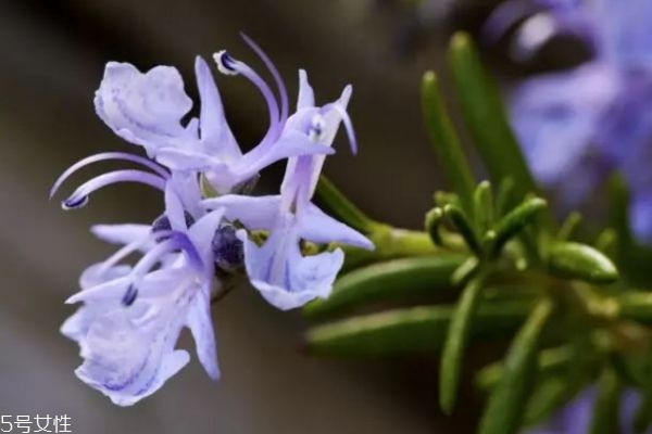 迷迭香是一種什么花呢 迷迭香有什么作用呢 迷迭香是一種什么花呢 迷迭香有什么作用呢