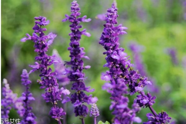 迷迭香是一種什么花呢 迷迭香有什么作用呢 迷迭香是一種什么花呢 迷迭香有什么作用呢