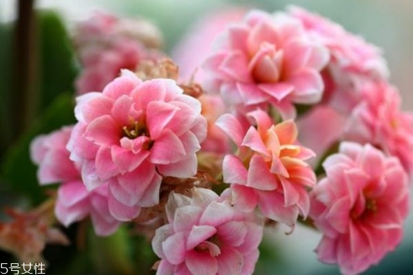 什么是長壽花呢 長壽花有什么作用呢 什么是長壽花呢 長壽花有什么作用呢