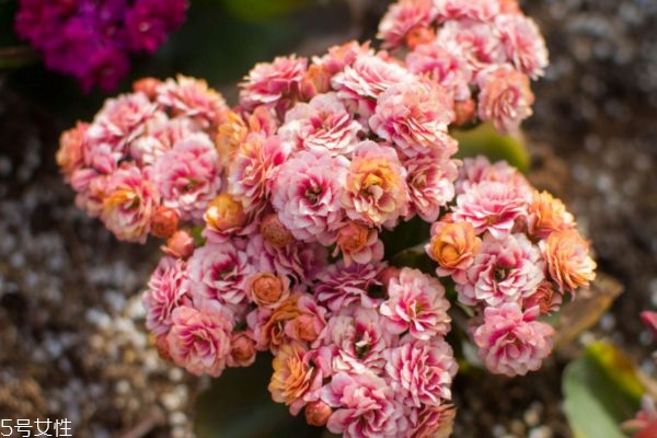 什么是長壽花呢 長壽花有什么作用呢 什么是長壽花呢 長壽花有什么作用呢