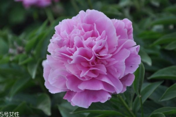 芍藥有什么作用呢 芍藥的生長(zhǎng)環(huán)境是怎么樣的呢