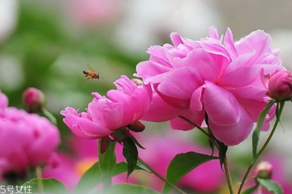 芍藥有什么作用呢 芍藥的生長(zhǎng)環(huán)境是怎么樣的呢