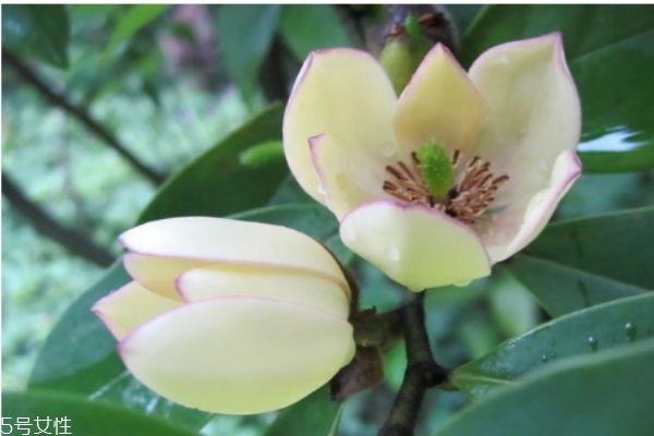 什么是含笑花呢 含笑花有什么作用呢 什么是含笑花呢 含笑花有什么作用呢