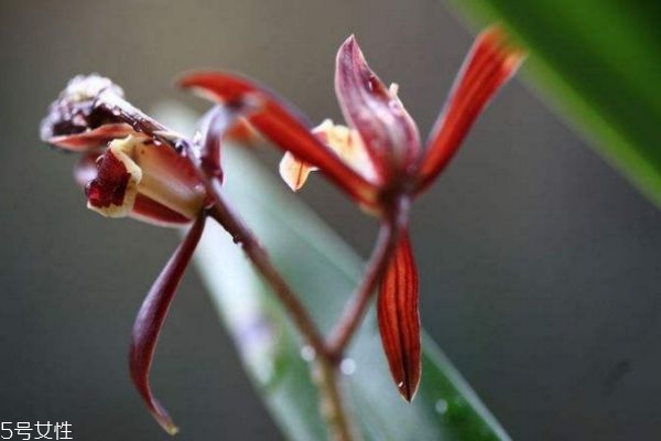 什么是報(bào)歲蘭呢 報(bào)歲蘭有什么作用呢 什么是報(bào)歲蘭呢 報(bào)歲蘭有什么作用呢