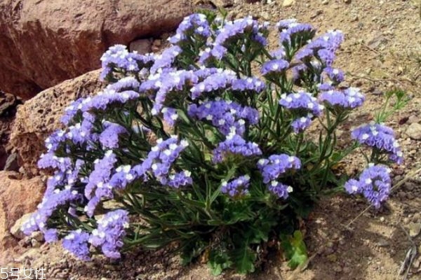 什么是星辰花呢 星辰花的生長(zhǎng)環(huán)境是怎么樣的呢 什么是星辰花呢 星辰花的生長(zhǎng)環(huán)境是怎么樣的呢