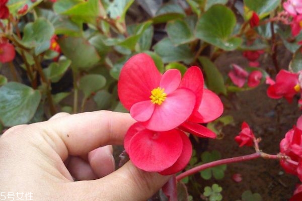 海棠花有什么寓意呢 海棠花的市場價格是怎么樣的呢 海棠花有什么寓意呢 海棠花的市場價格是怎么樣的呢